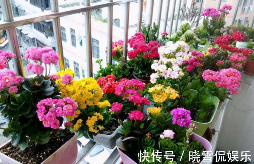 长春花|3种花别再花钱买，讨个枝条插土里，15天就能长新芽