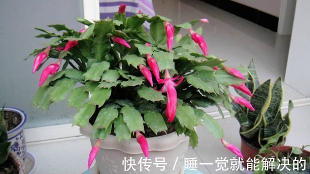 蟹爪兰只长了几个花苞,该怎么养爆盆调整4点,呼啦啦开不停