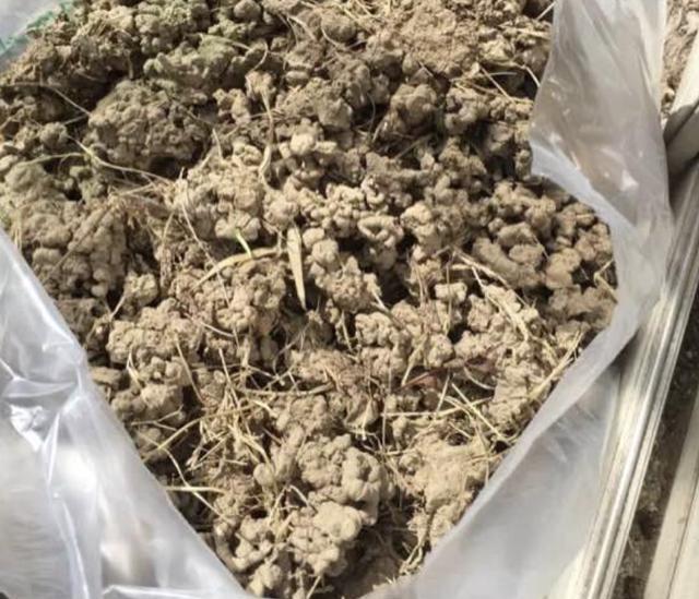 花卉|家里“肥料”不够用，出门捡“2种料”，处理后撒盆里，养分足！