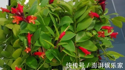 植株|除了普通吊兰，3个品种开花多、叶子密，第2种能做菜，轻松养爆盆