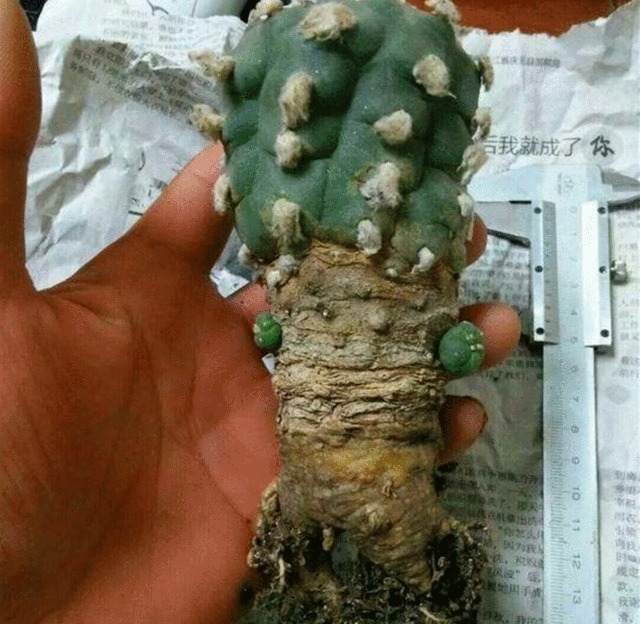 大一被忽悠300元买1盆“多肉”,毕业时一数爆了200个崽,太值了