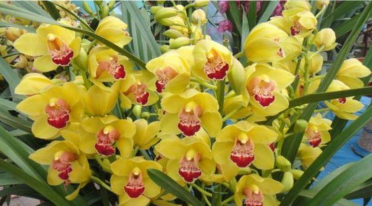 花型|6月12日开始，养花试试这几款，花型奇特美丽，花香四溢飘满屋