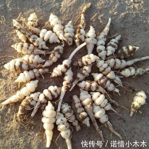 泡菜|长得像螺丝,地下才能挖到,可直接吃也可当咸菜,一斤卖20元