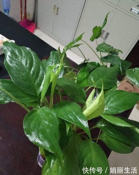 花友们|这种“养人”花,窗台客厅摆一盆,干干净净又杀菌