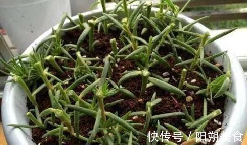 5种花,趁现在“赶紧扦插”,生根快,长得快,一个月就开花