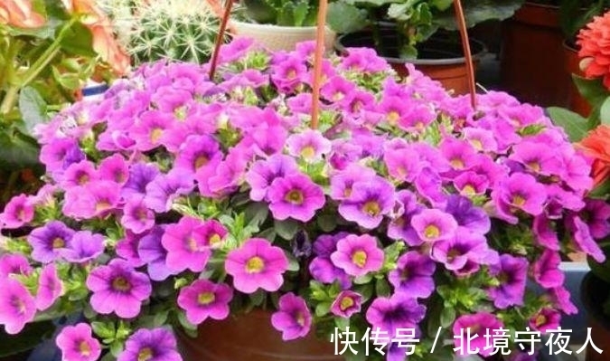 家养此款花卉,花大色艳胜玫瑰,四季有花开,花香四溢飘满屋,美
