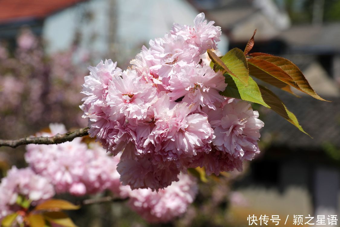 白鹿村、上马村、雅庄村，十里樱花十里尘，经典赏樱路