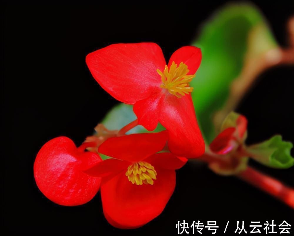 种花|养这6种花的人太聪明了,一年四季都在开花,家里时时刻刻能赏花