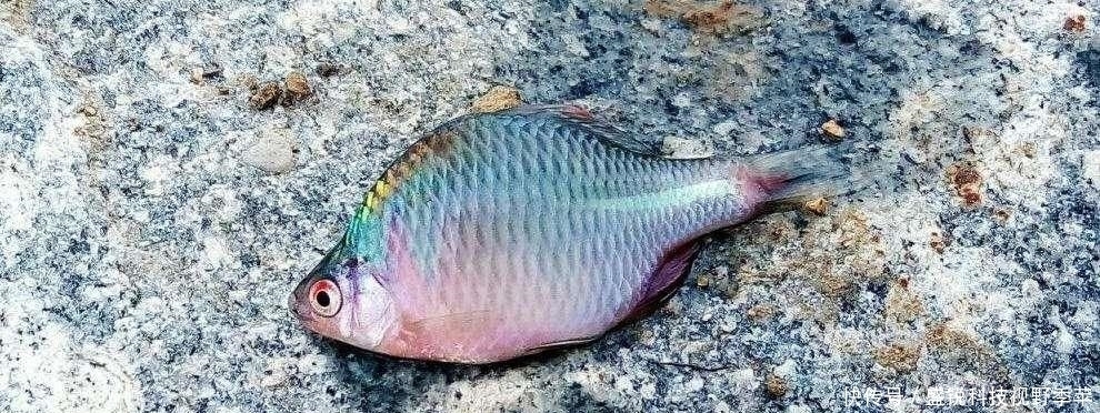 麦穗鱼|夏季钓鱼,面对小鱼大军的攻城略地,为何有些钓友输得很惨