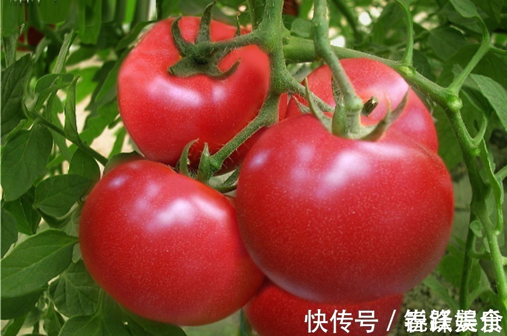 柿胶酚|你天天吃西红柿,但千万不能这样吃,小心中毒