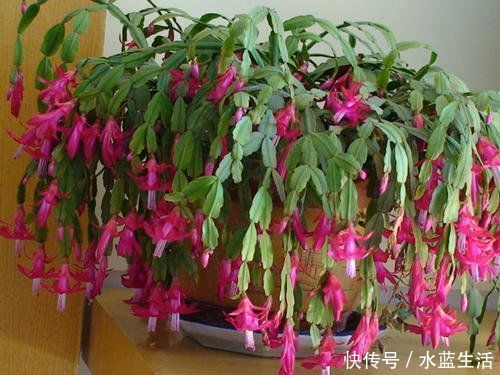 养花|老花农养花,浇水加点它,土壤疏松又肥沃,养啥都疯长