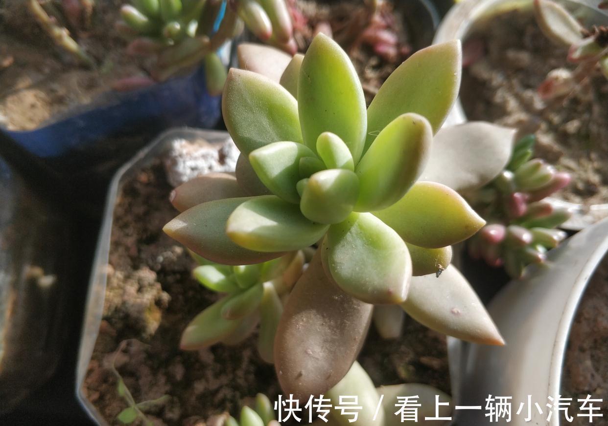 多肉中的“徒神”黄丽,冬季做好4点,也可以变身“宝石花”