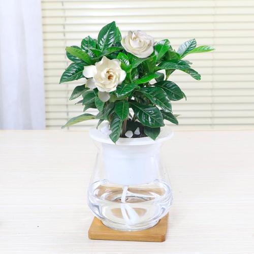 这些花“沾水就长”,一杯水养出大白根,还能开花一茬又一茬!