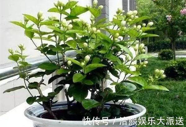 多元素|茉莉用缓释肥远水解不了近渴!此2种水10天浇一次,嗖嗖长花苞