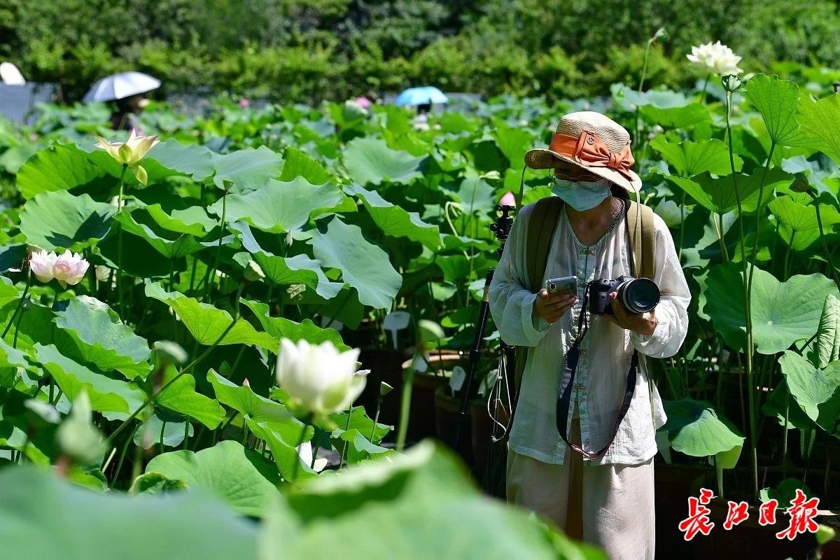 武汉植物园荷花种质资源圃首次开放，几百种科研用的荷花原来长这样