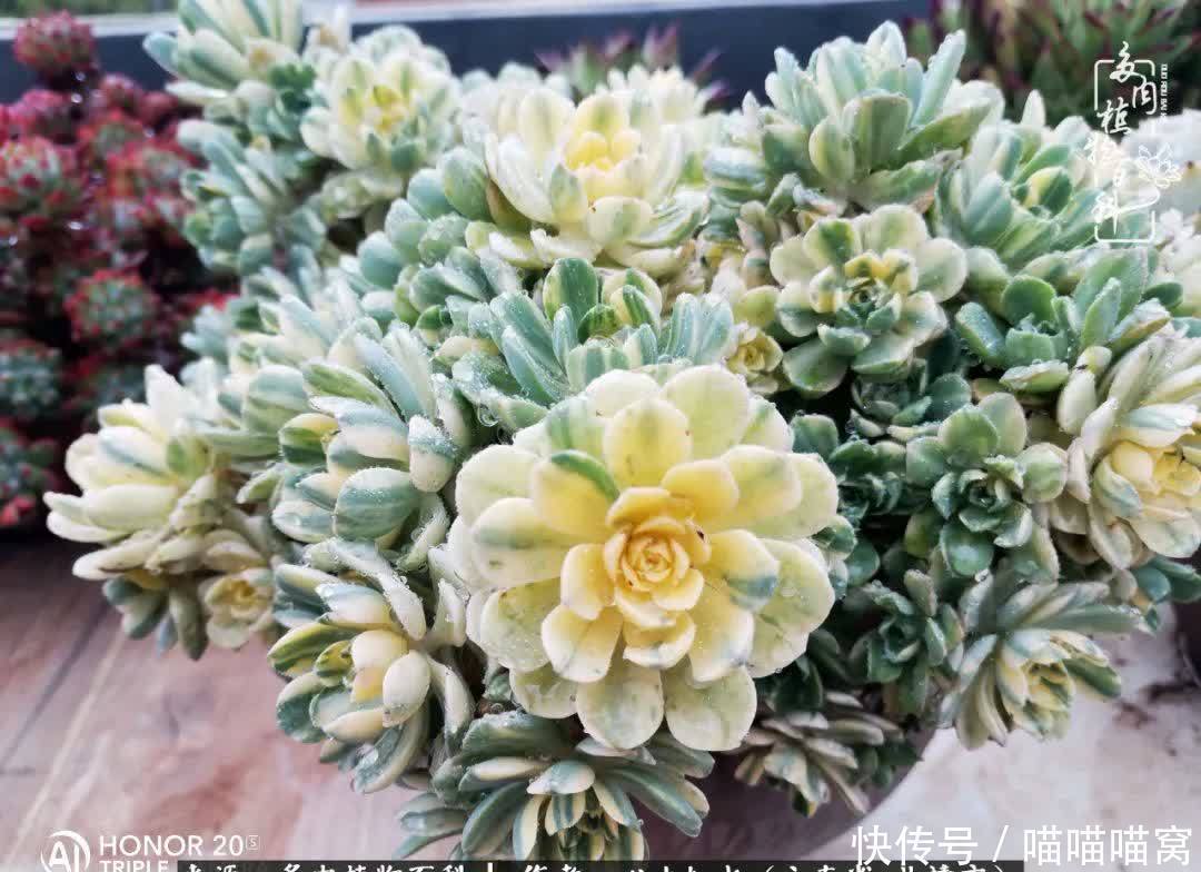 多肉|你是爱,是暖,是希望,你是人间四月天!