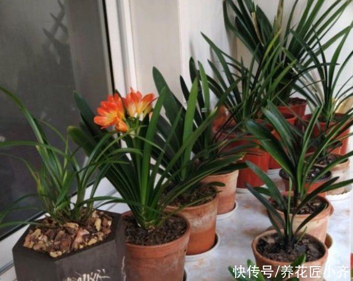 君子兰越养越难看？掌握这3个小技巧，叶片整齐油亮，侧看一条线