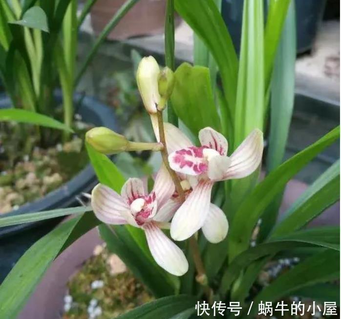 4种花被称为开花机器,一开就是大半年,花香阵阵,花朵大