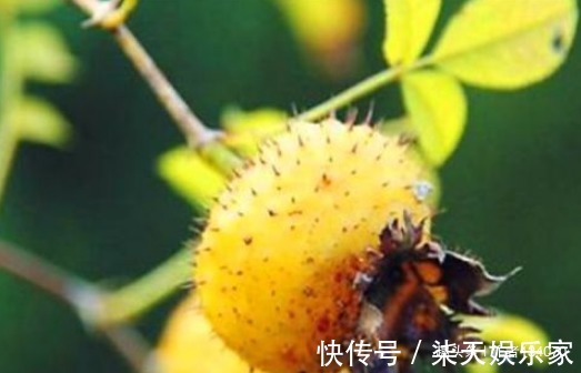 强身健体|女性要排毒,离不开4种食物,滋阴降火,净化血液,滋养女性子宫