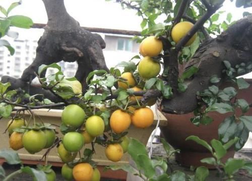 值钱又“镇宅”的2种树,适合养阳台上,摆放3年,比雀梅有价值