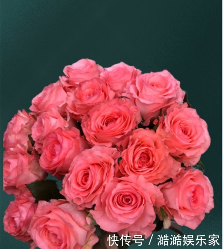 粉玫瑰戴安娜,梦幻感十足,让人无法抗拒的颜色