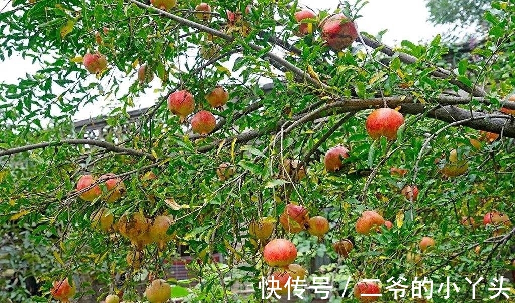 石榴树|家里有院子,就种5种“旺宅树”,观赏收果两不误,吉祥又实用
