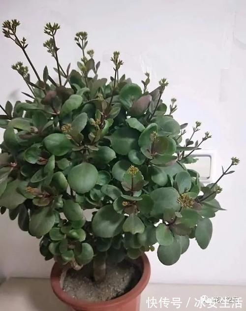 长寿花|长寿花,开花前后多做两步,花期提前到,连开两三次,都是大花团