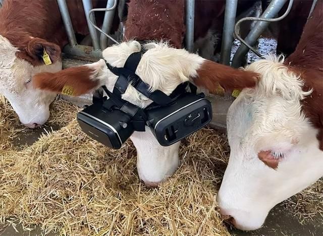 牲畜|人类你们够了 为了奶量增产土耳其农场用VR头显养牛