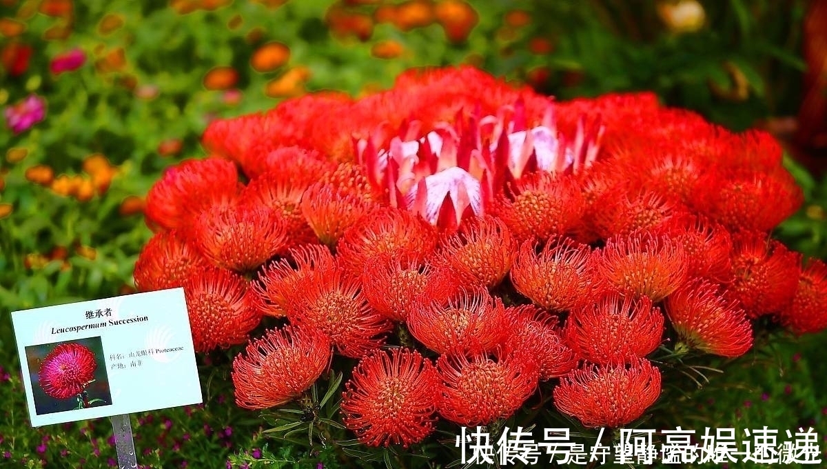 家里养盆帝王花,大气华丽,寓意事业蒸蒸日上,富贵吉祥