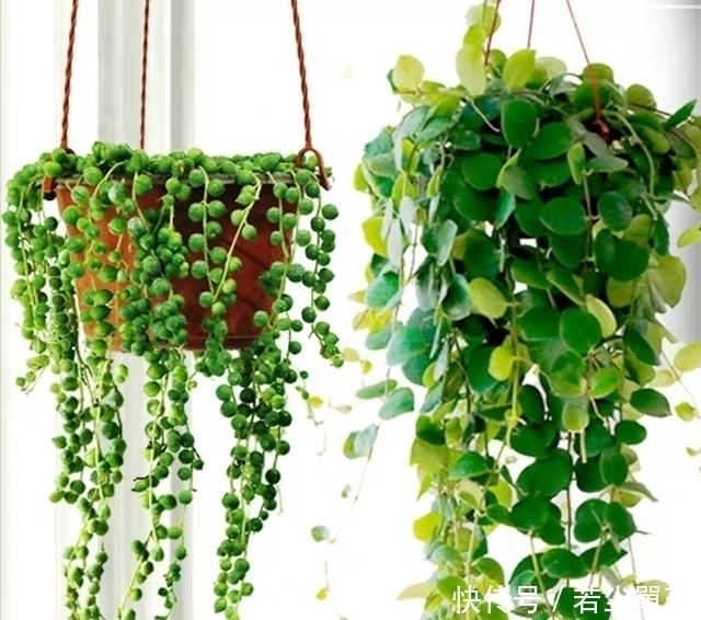 地方|10款能吊起来养的多肉,一个比一个美,还不占地方