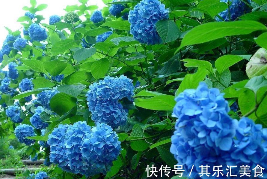 养殖绣球花,别再羡慕别人家花色丰富了,这么就能变色