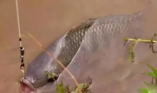 出现小鱼闹窝,并截口不断,这可能是大鱼进窝的迹象,一定要抓住!