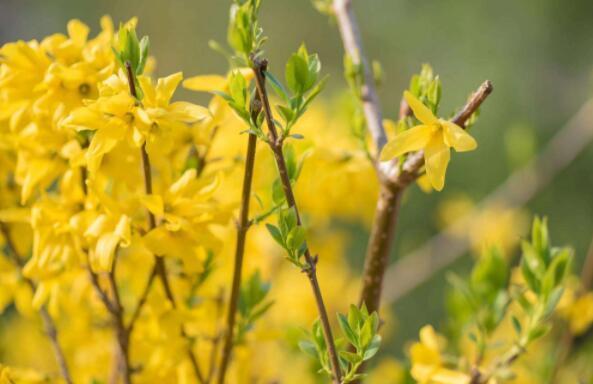 想养花不妨养“它”,不但开花一串,还有巧克力香味,好闻极了