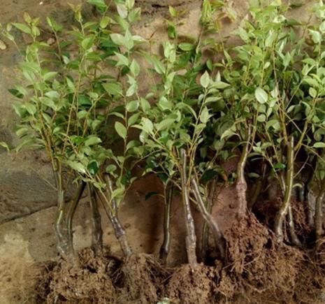 怪不得|怪不得老公把发财树扔了,现阳台流行种此花卉,香飘满屋更迷人