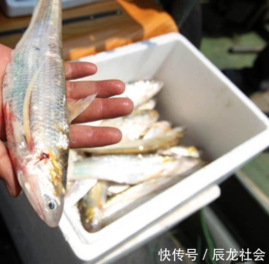 灭绝|这鱼以前泛滥成灾，如今却被人们吃到灭绝，一斤就要卖上万元！
