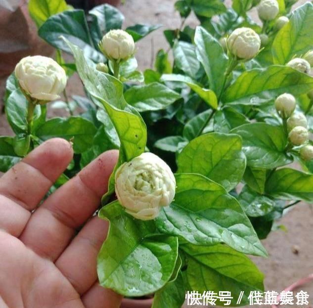 发黄|茉莉出现特殊“黄叶”，用“特殊”液体浇，一浇就发绿花朵呼呼冒