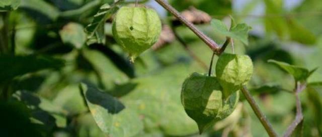 果实|这种野草人称“红菇娘”,果实似灯笼,以前不识货,如今想吃难了