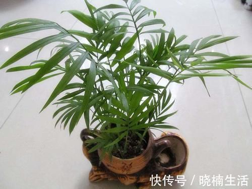 卧室养花,就养4种小绿植,有生机好管理
