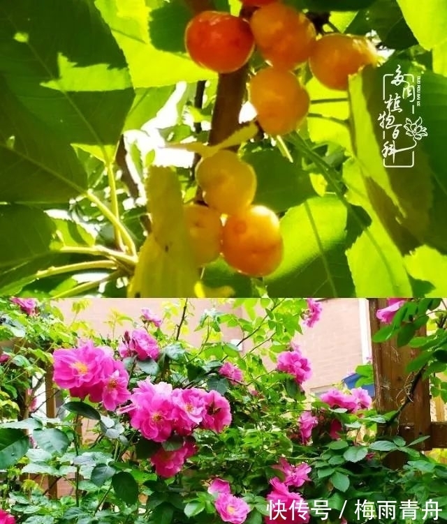 爱上多肉:何须浅碧轻红,自是花中一流!