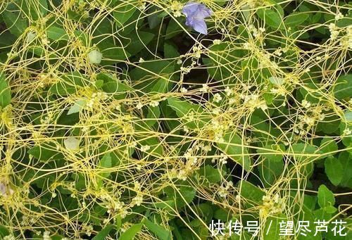 若在大豆上见到这野草，别手软，赶紧采摘回家，它种子价值很高
