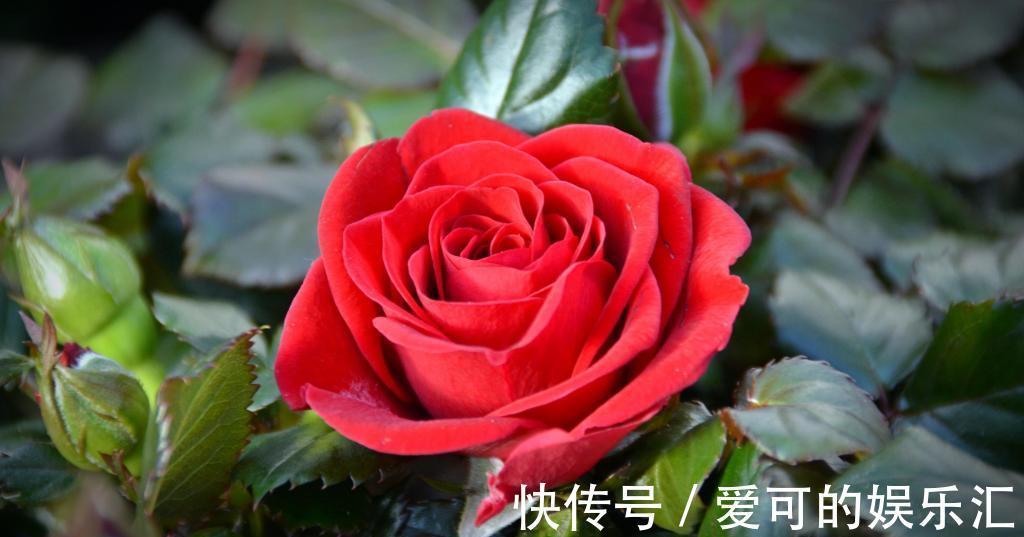 养花试试这几款，高颜值还能用来做食物