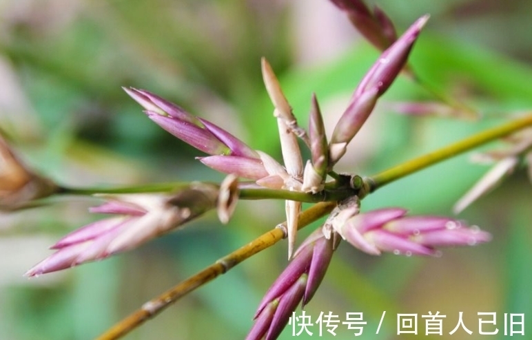 竹子|俗语：“竹子开花，赶紧搬家”，为什么要搬家？蕴含深刻哲理
