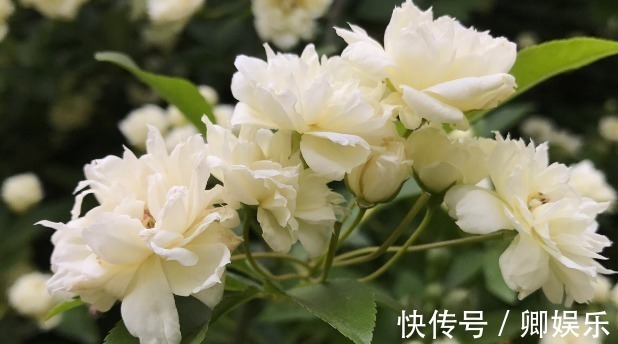 在家养花，不妨试试这些花草，自带香气开花美，还特别好养活