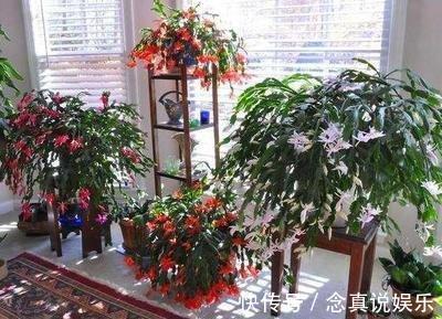 君子兰、蟹爪兰不开花给你说个小方法，天一凉快，叽里咕噜开花