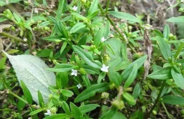 恶性肿瘤|此中药有“抗肿瘤”的妙用,很受老中医的欢迎,可名字却很奇怪
