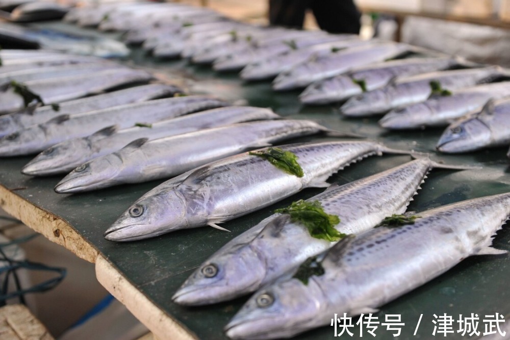 鲅鱼|冬季5种鱼最肥美,肉质肥厚营养高,常吃健脑记性好,孩子要多吃