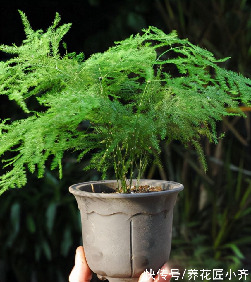 黄叶|文竹始终养不好？改变“方法”养养看，黄叶不再有，油绿又茂盛