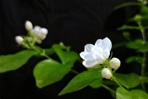 茂密|4种花，要“打顶摘心”，修剪完花朵会一茬比一茬大