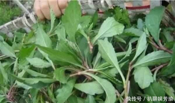 农村这五种野菜，作用真大，城市里面买不到