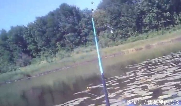 荷花池钓鱼遇“鸭嘴”怪鱼咬钩,据说放生了会危害整片河域!